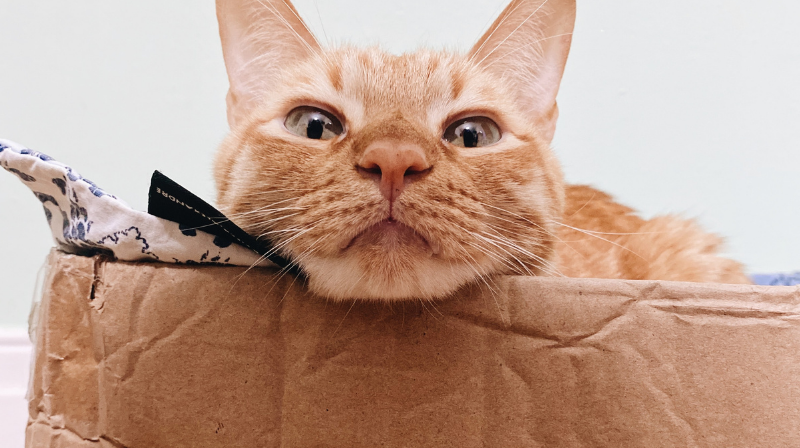 The photo show a cute red cat in a box