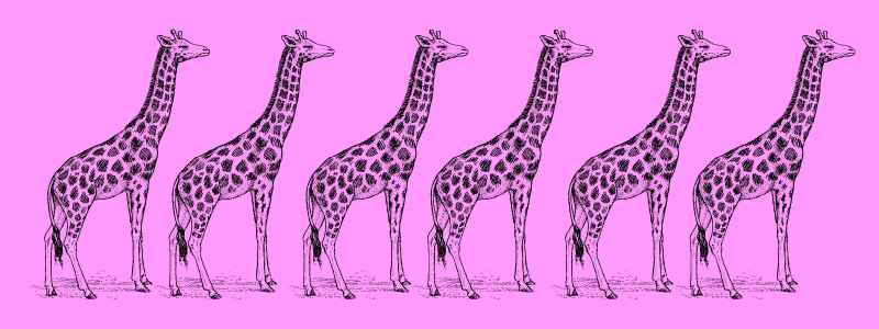 Six giraffe drawing on a purple bkg