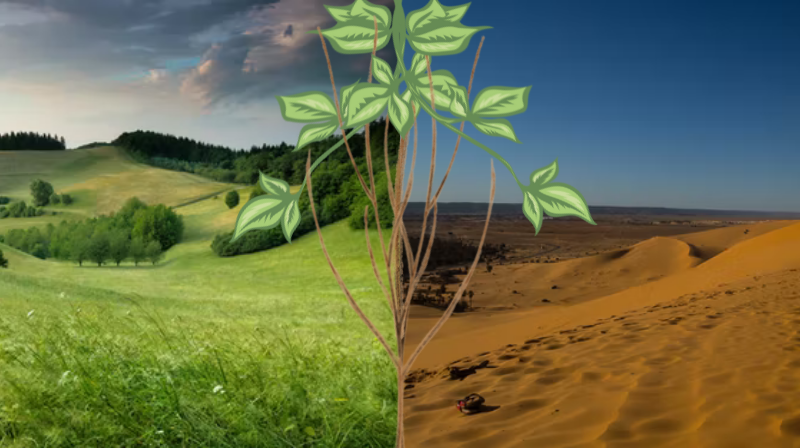 Desert versus the nature