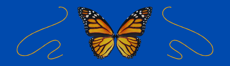 A black and orange butterfly